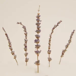 Dried Lavender Sprig Garnish