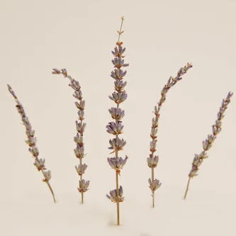 Dried Lavender Sprig Garnish